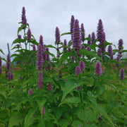 Anise Hyssop