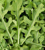 Arugula - Esmee