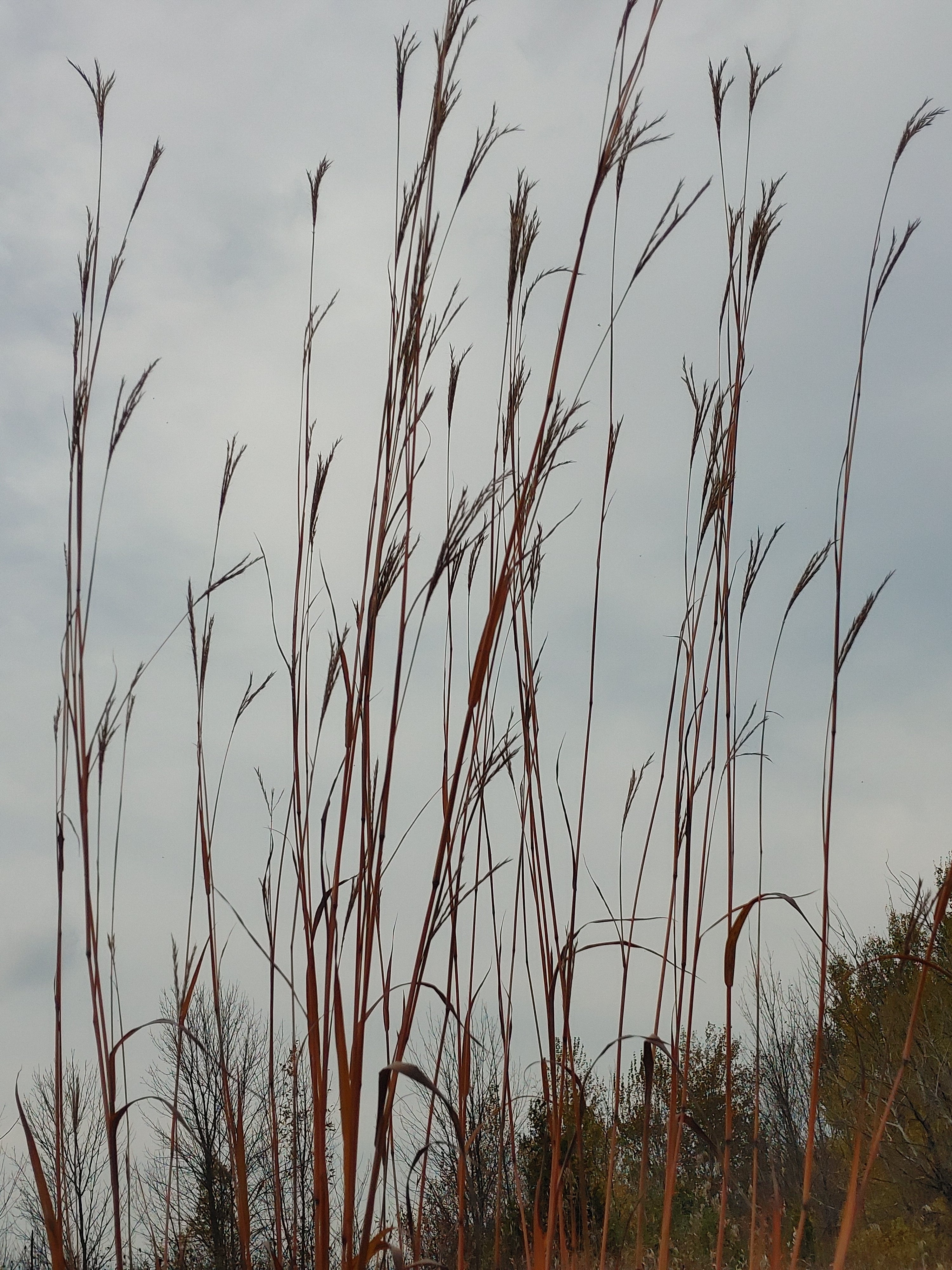 Big Bluestem