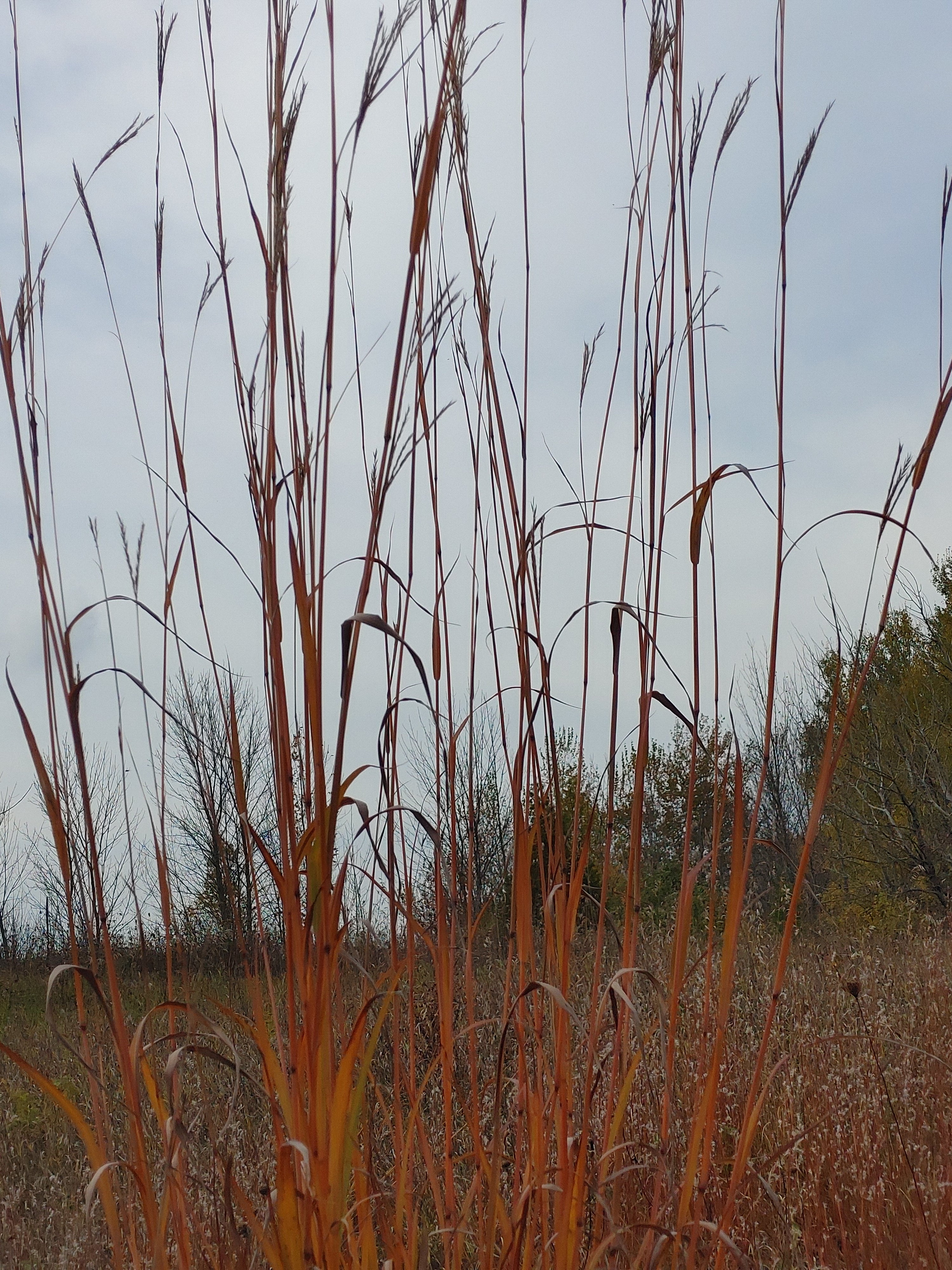 Big Bluestem