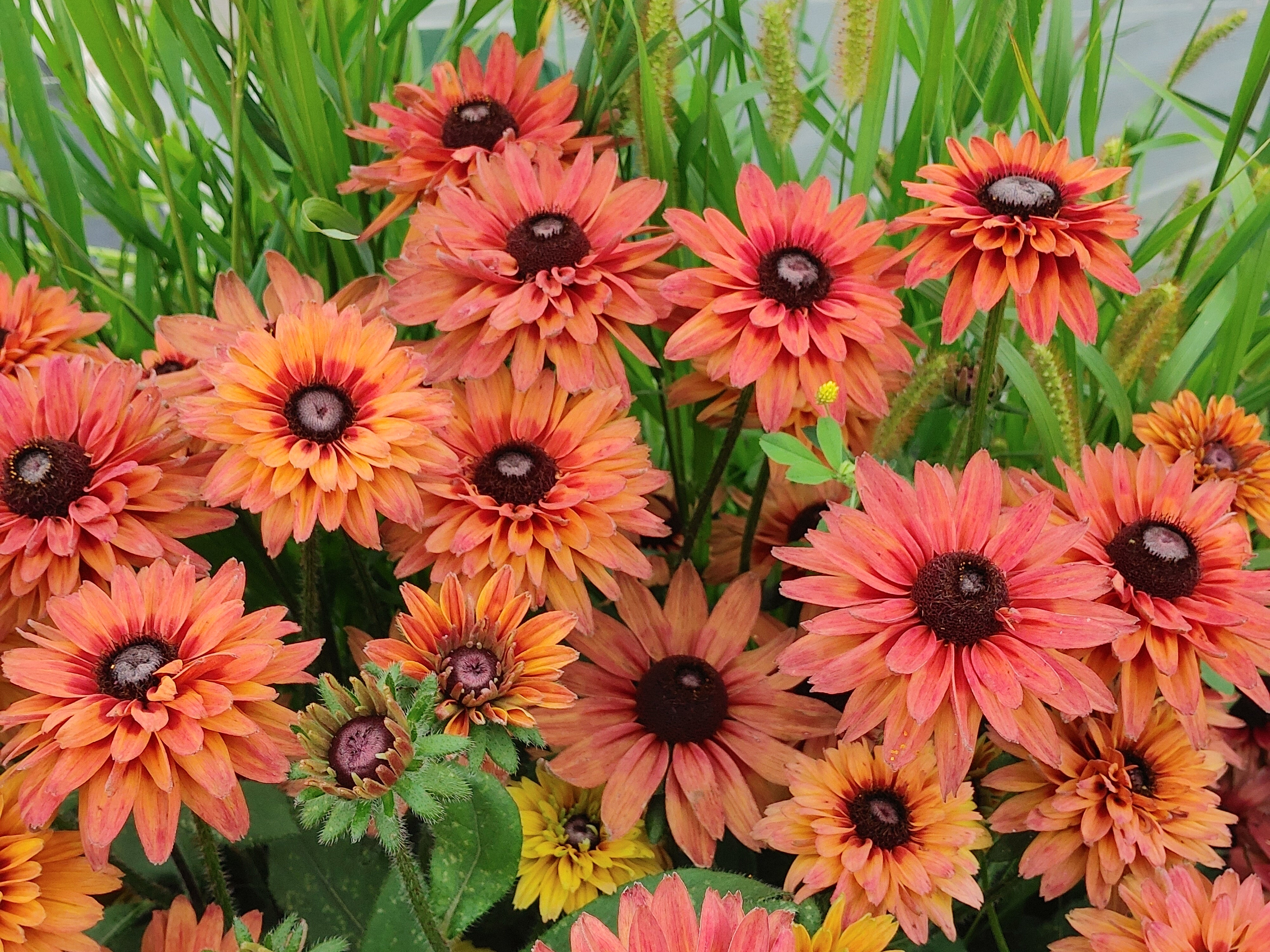 Black-Eyed Susan - Sahara