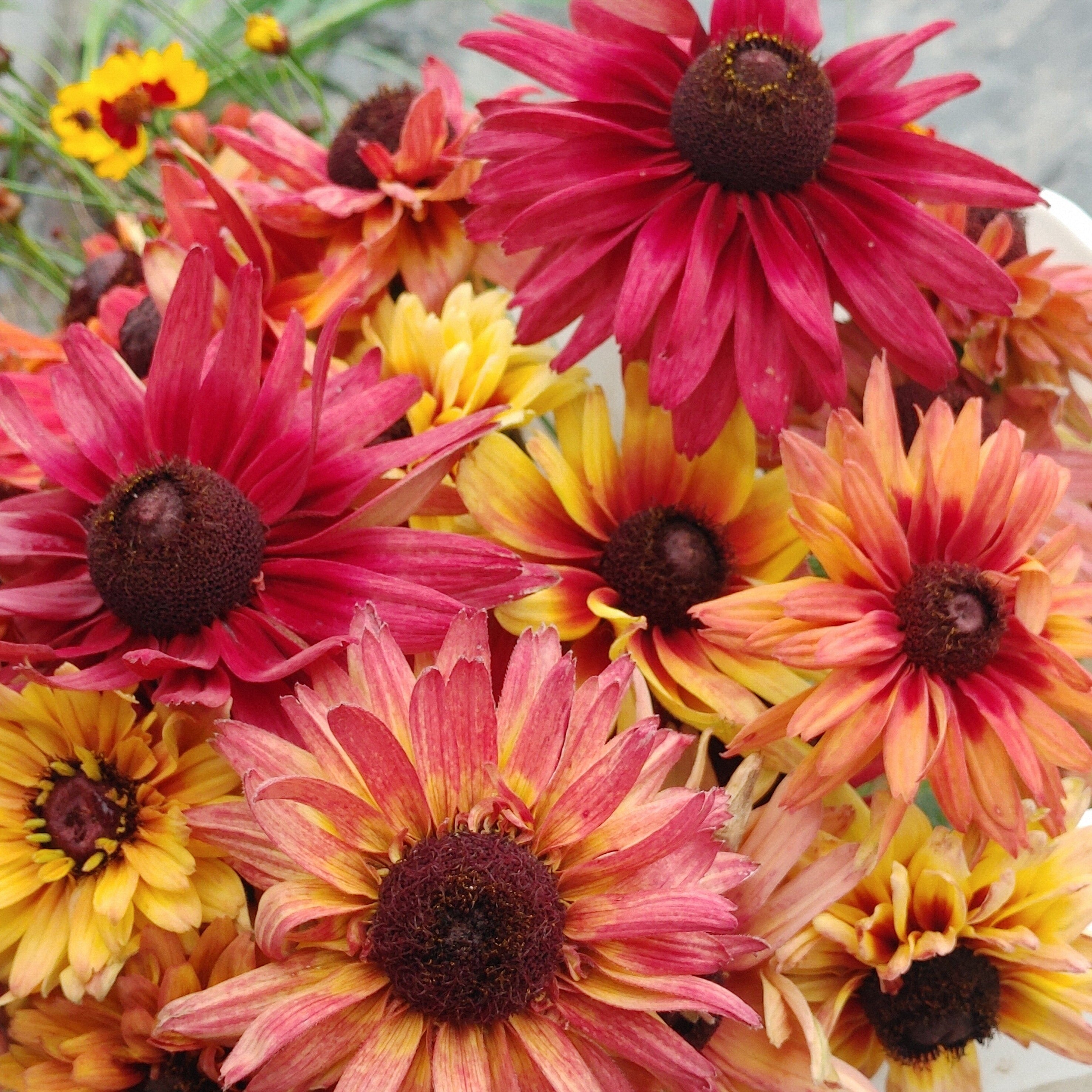 Sunflower - Earthwalker – Hawthorn Farm