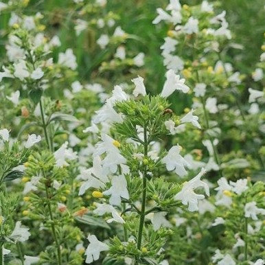 Calamint - White Marvelette