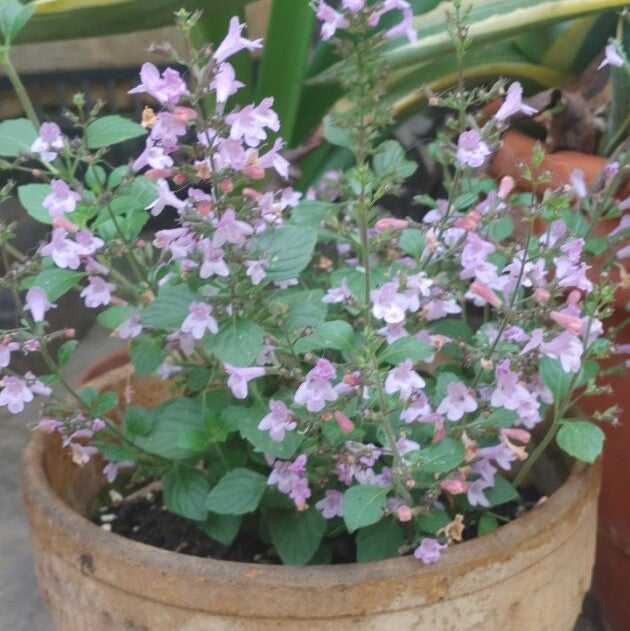 Calamint - Blue Marvelette
