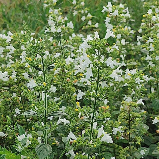 Calamint - White Marvelette