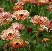 Calendula - Bronze Beauty