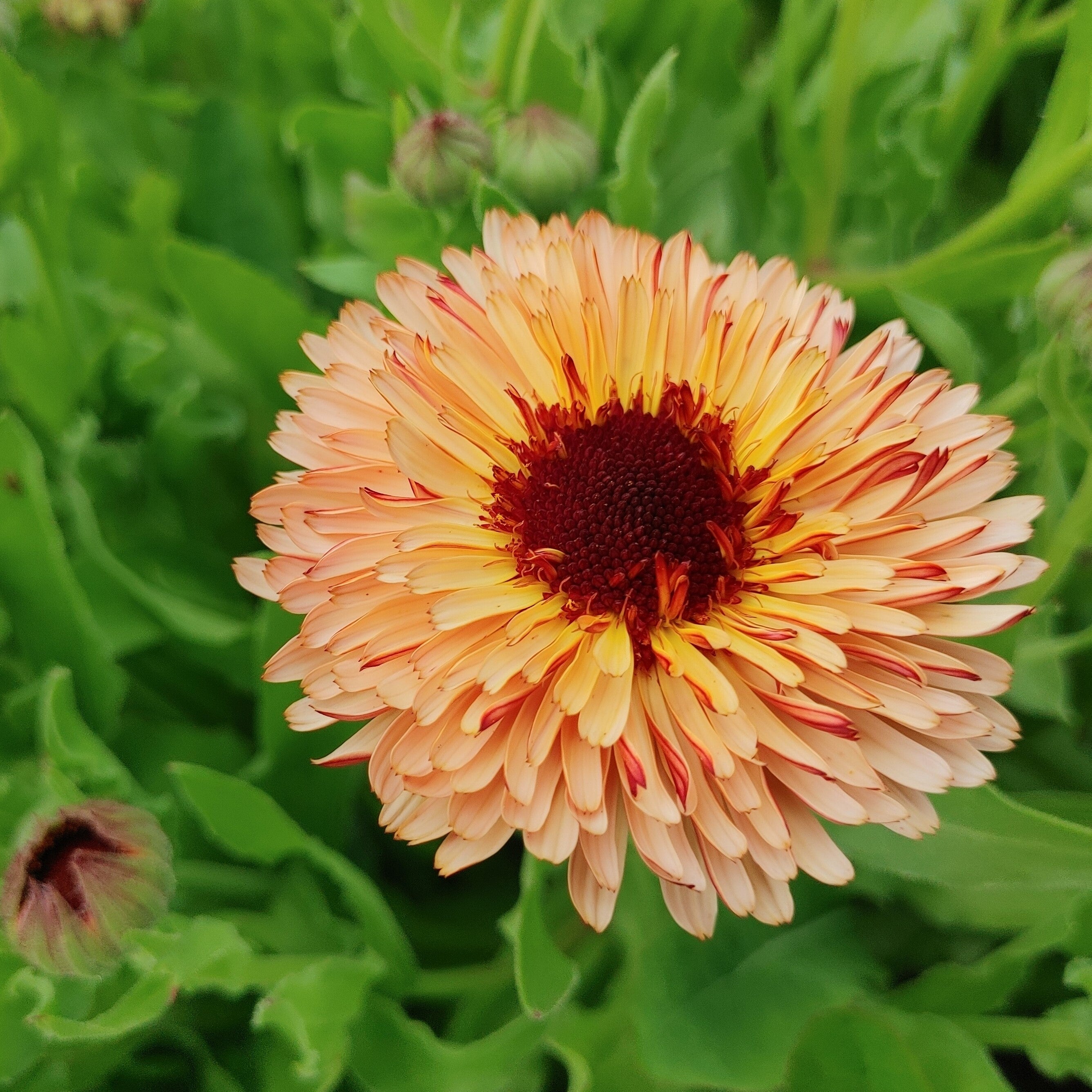 Calendula - Bronze Beauty