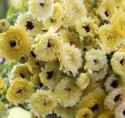 Calendula - Ivory Princess