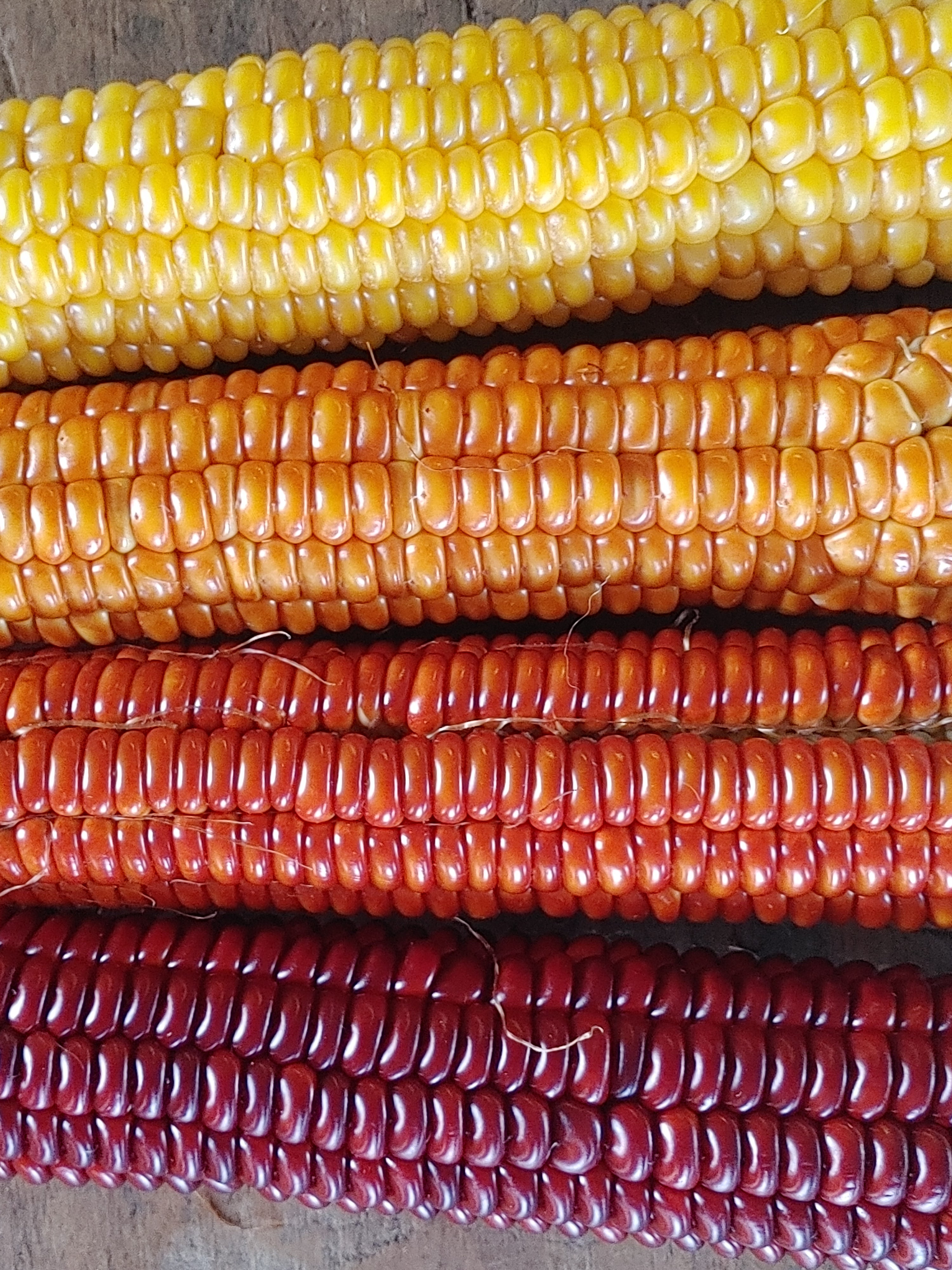 Cascade Ruby Gold Flint Corn