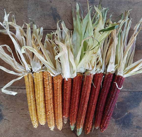 Cascade Ruby Gold Flint Corn