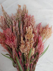 Celosia - Texas Plume Vintage Rose