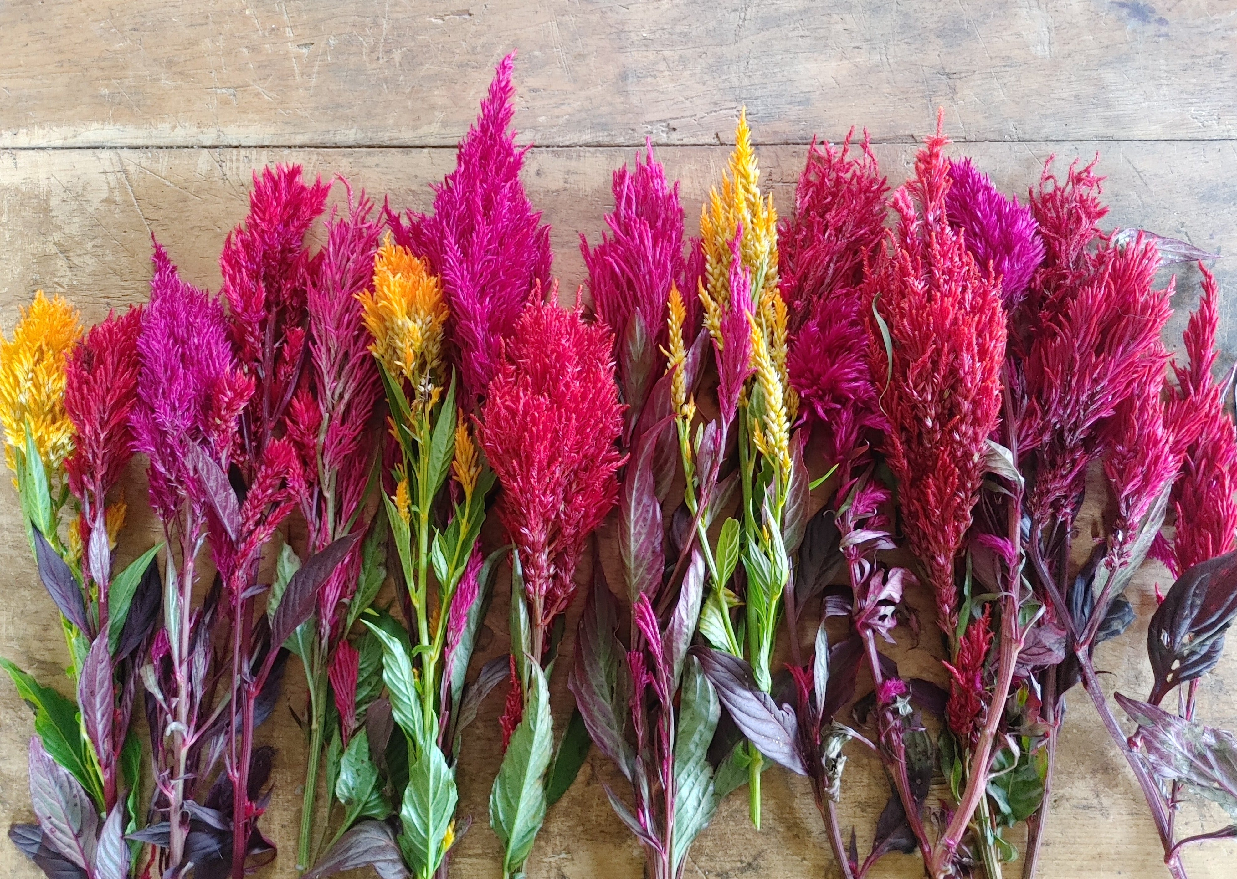 Celosia - Pampas Plume