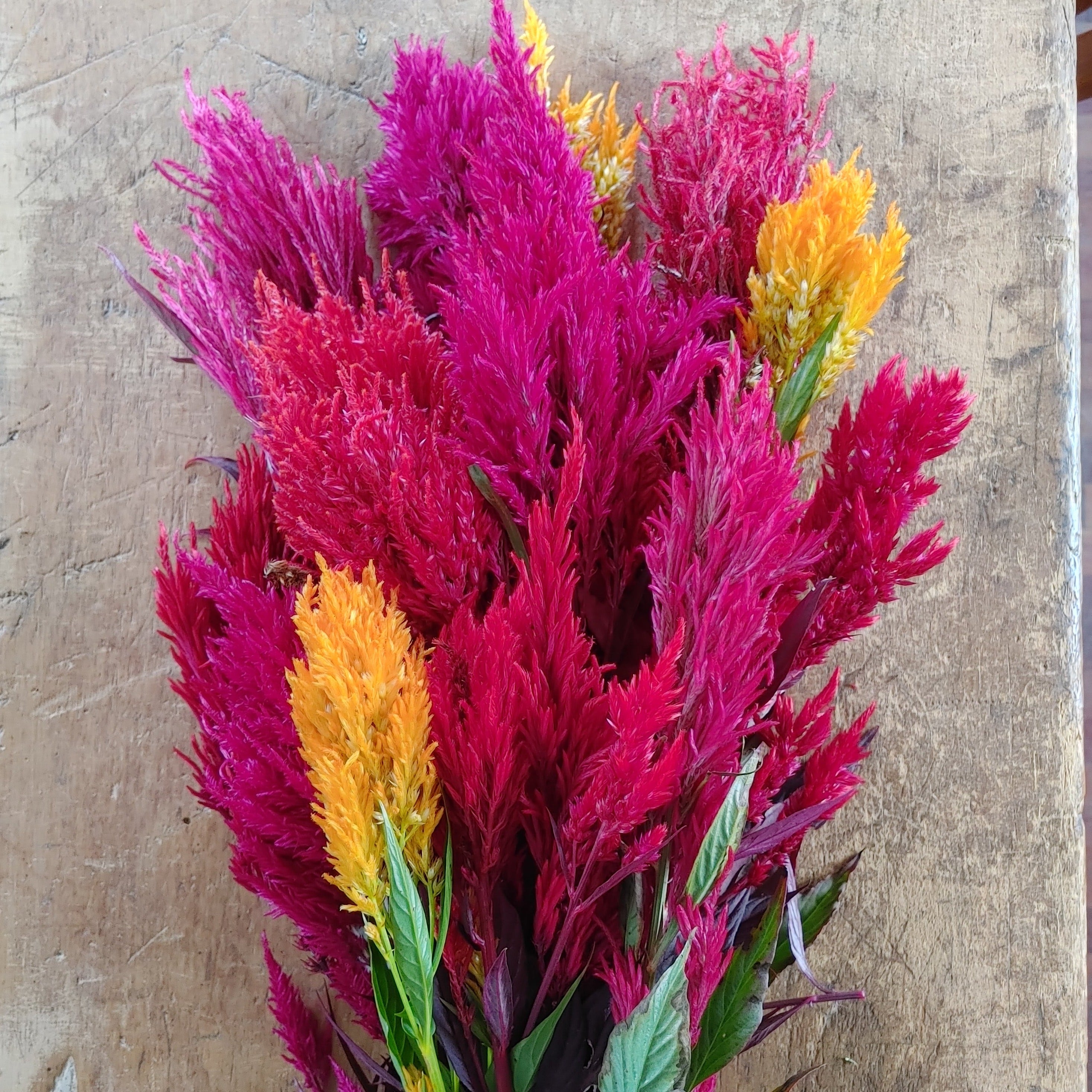 Öffen pointed-CELOSIA / BLACK オッフェン Celosia – Hawthorn Farm