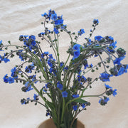 Chinese Forget-Me-Not