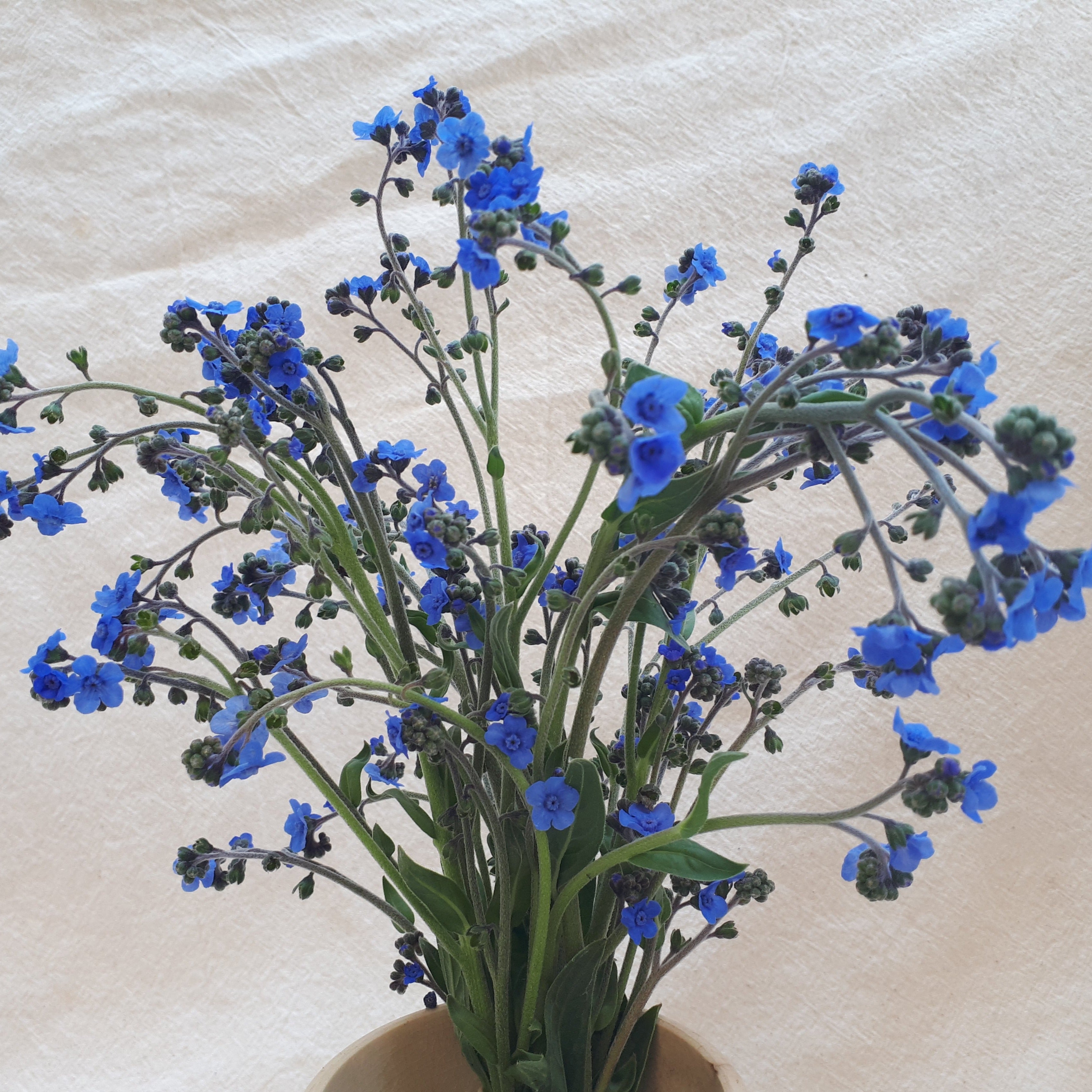 Chinese Forget-Me-Not