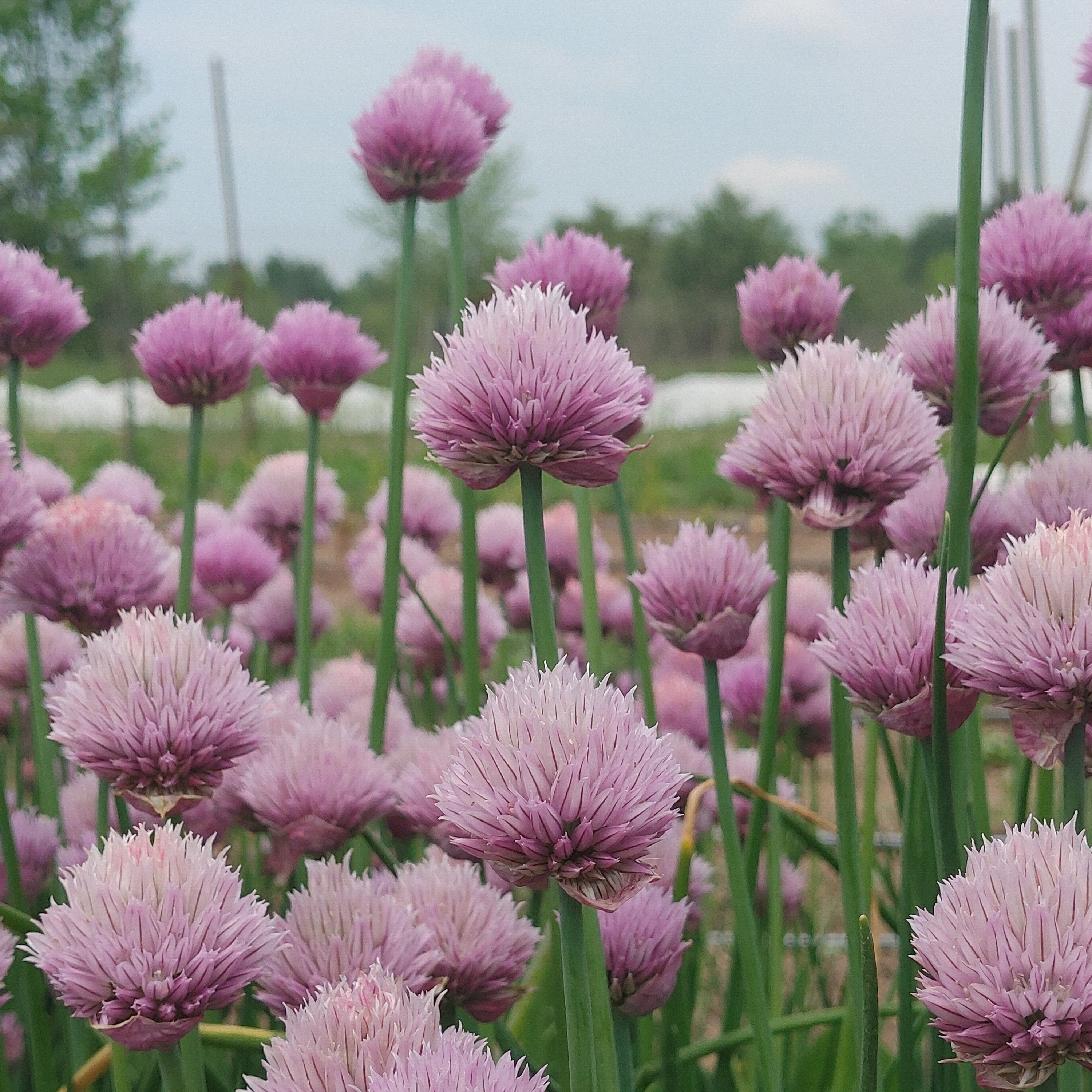 Garden Chives