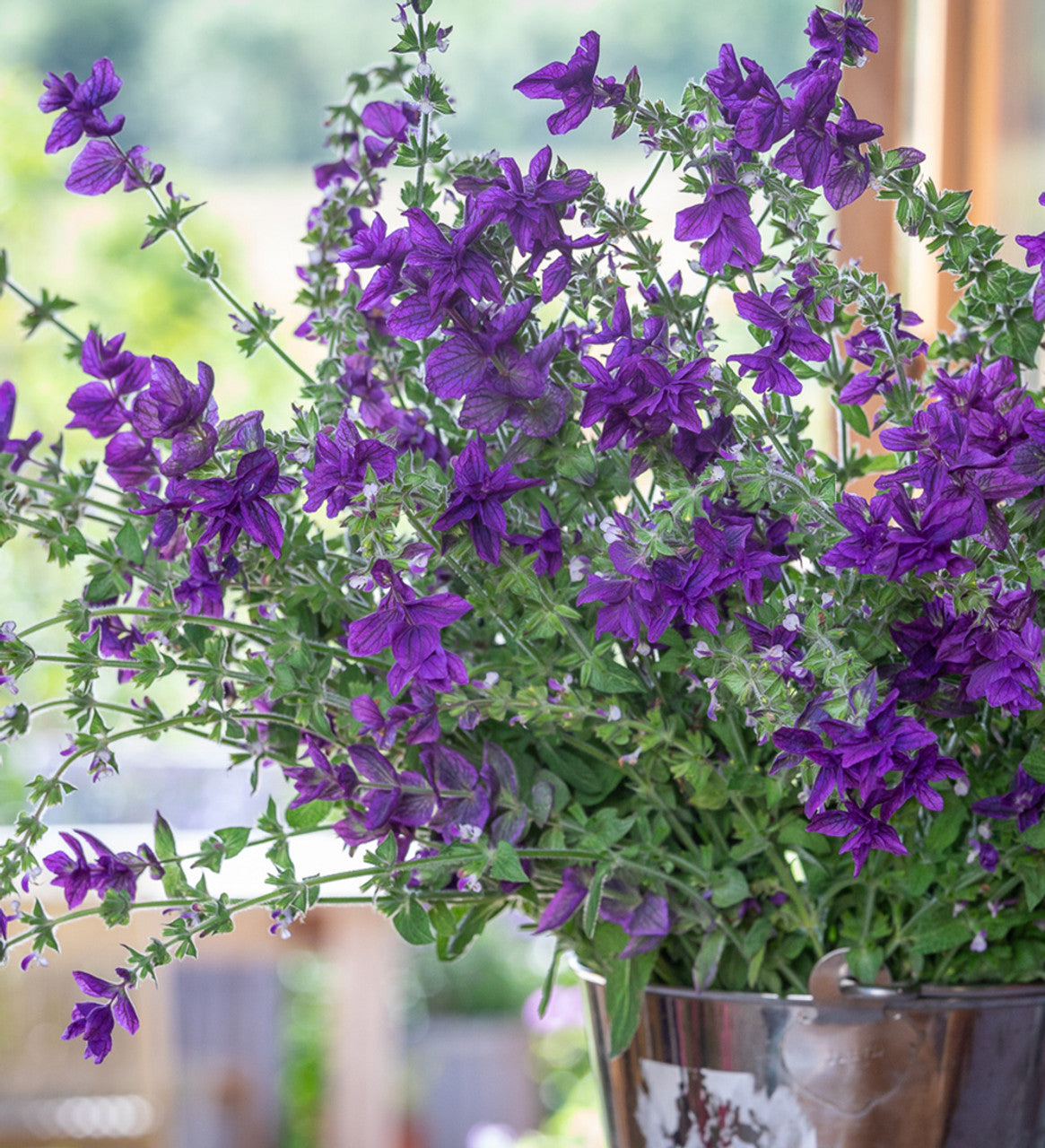 Salvia - Oxford Blue