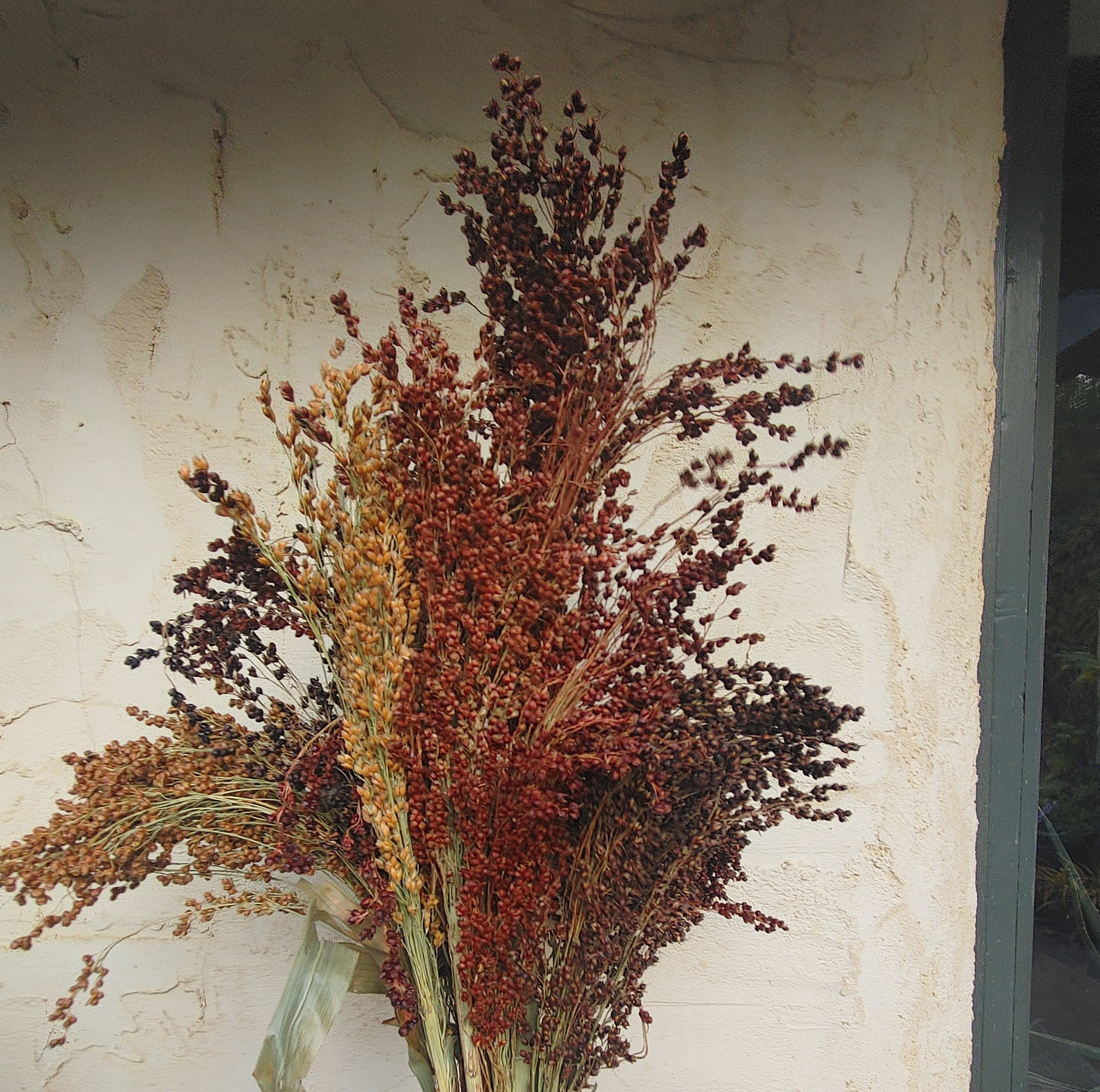 Coloured Uprights Broom Corn