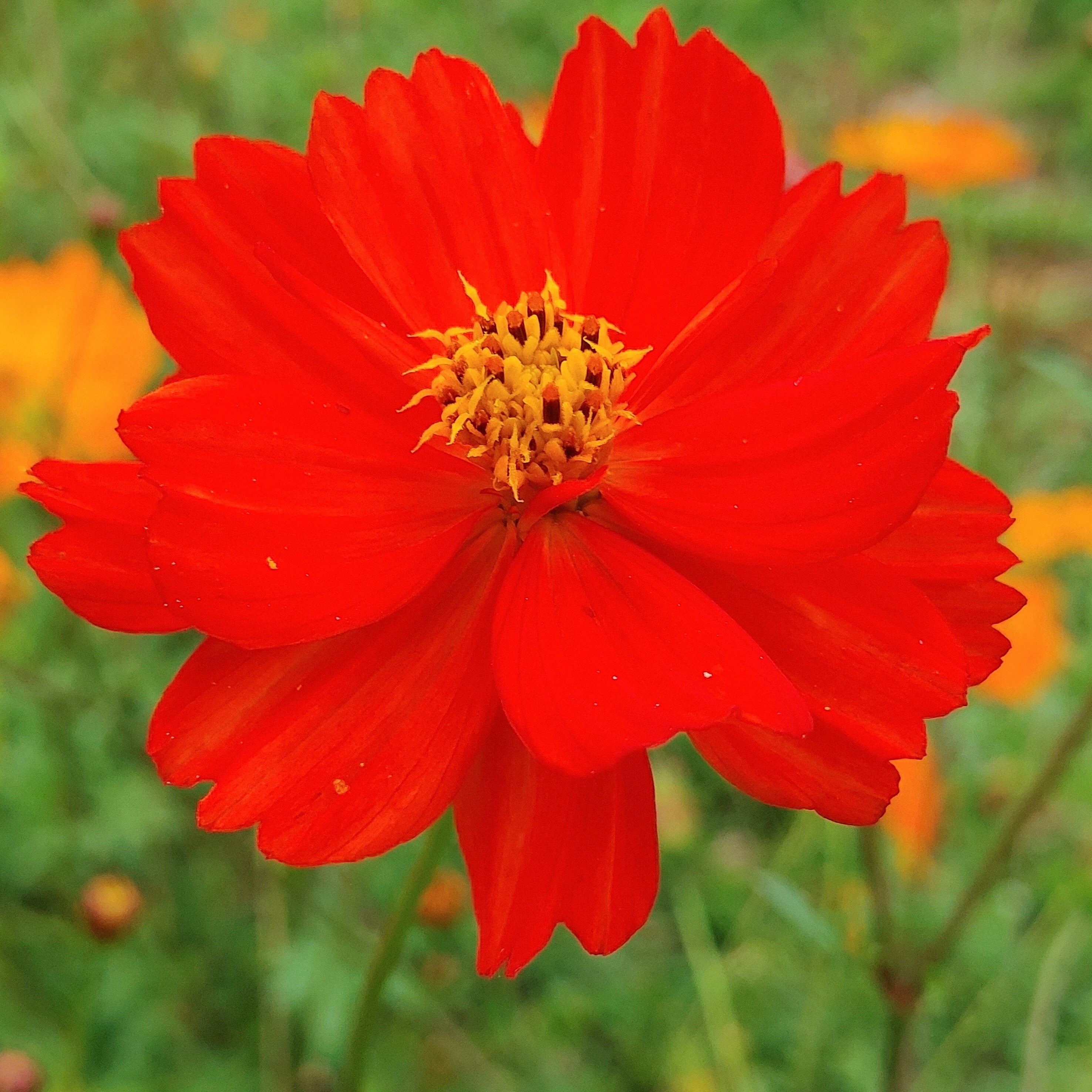 Cosmos - Diablo – Hawthorn Farm