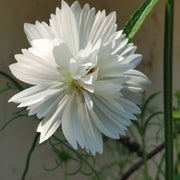 Cosmos - Fizzy White