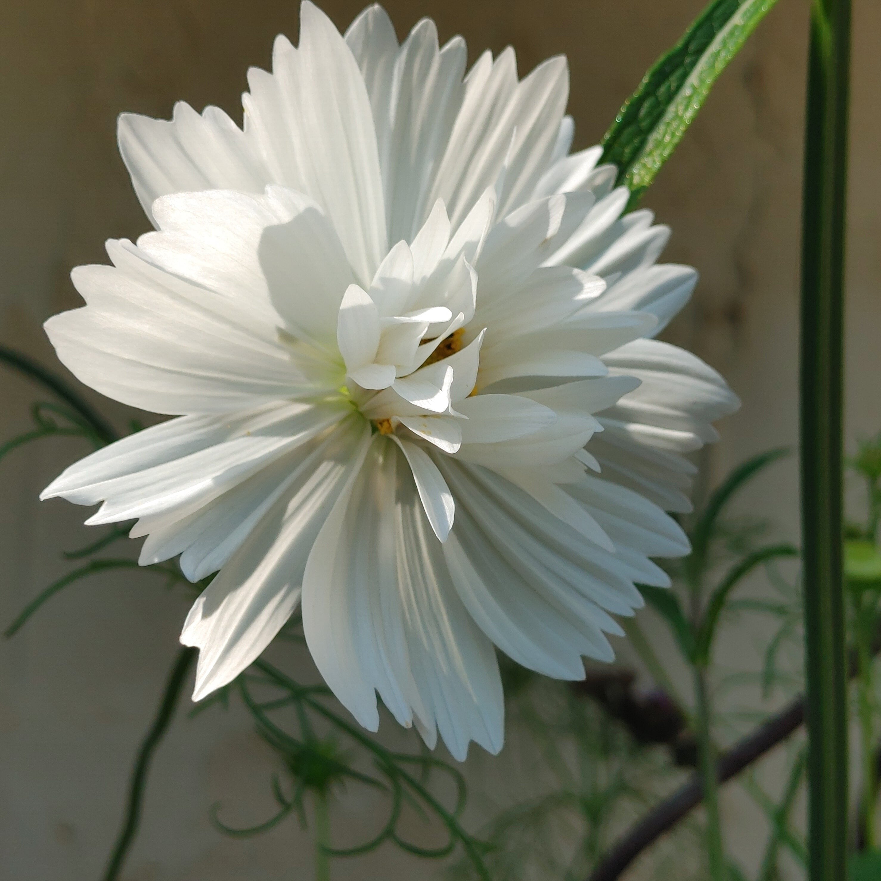 Cosmos - Fizzy White