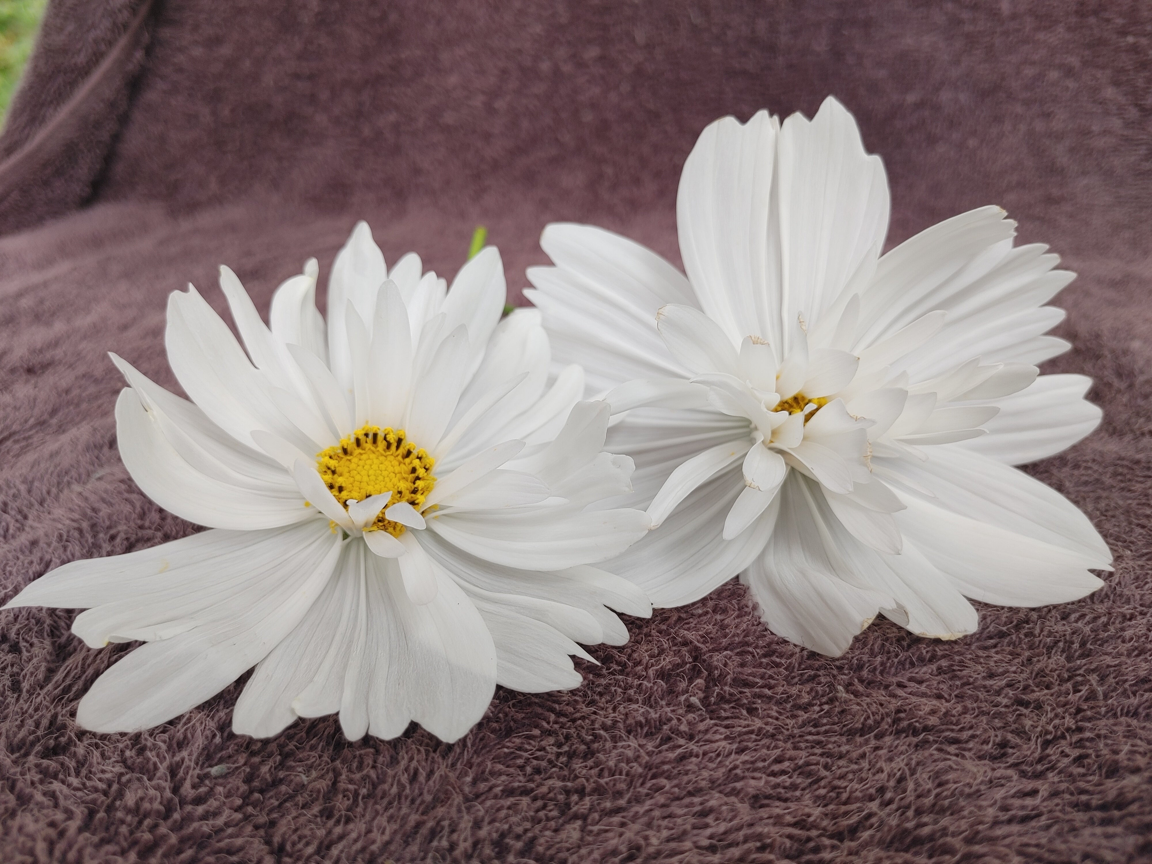 Cosmos - Fizzy White – Hawthorn Farm