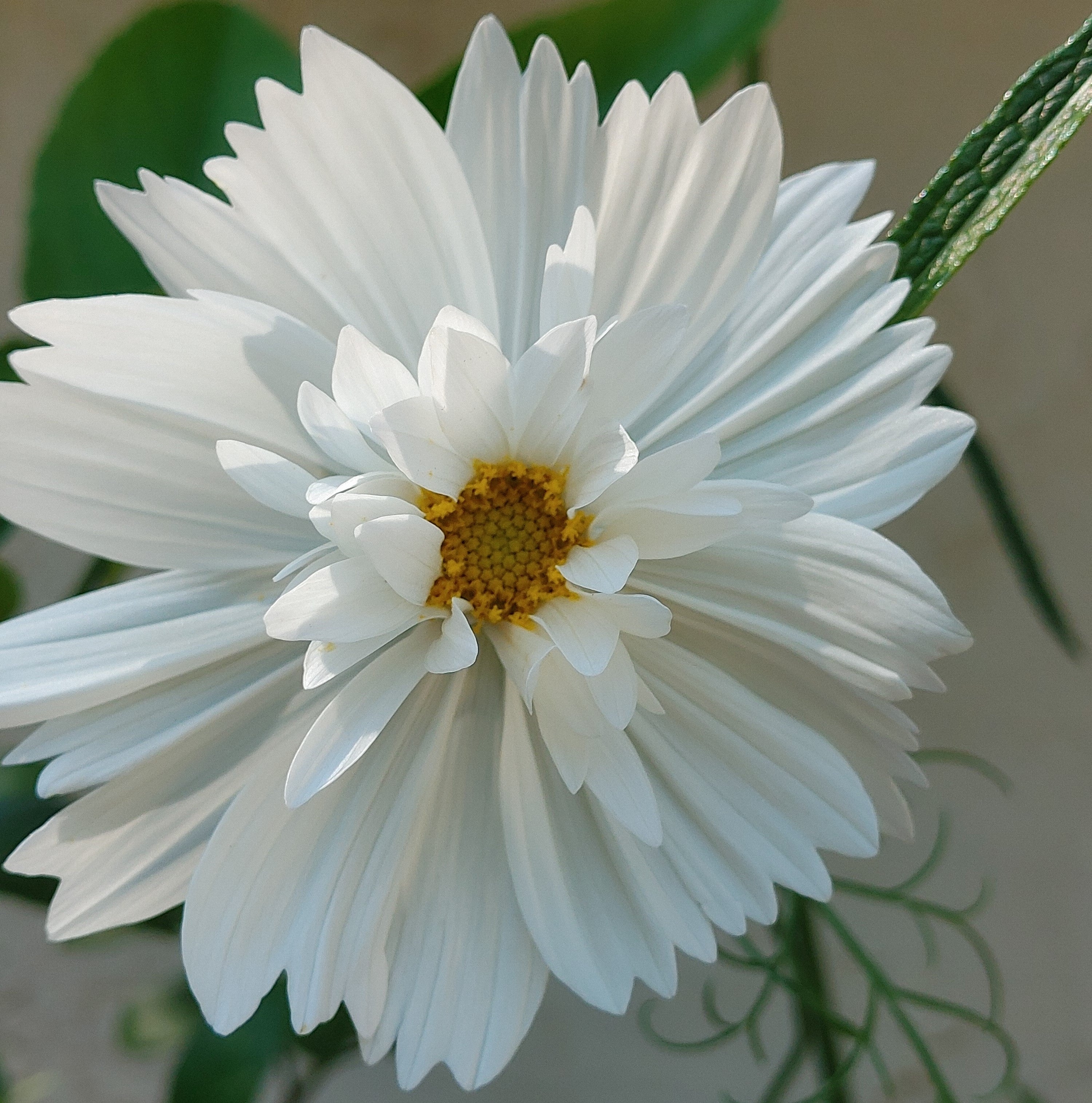 flower-masako-0120様 Cosmos - Fizzy White – Hawthorn Farm