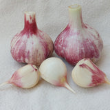 Duganskij, Organic Seed Garlic