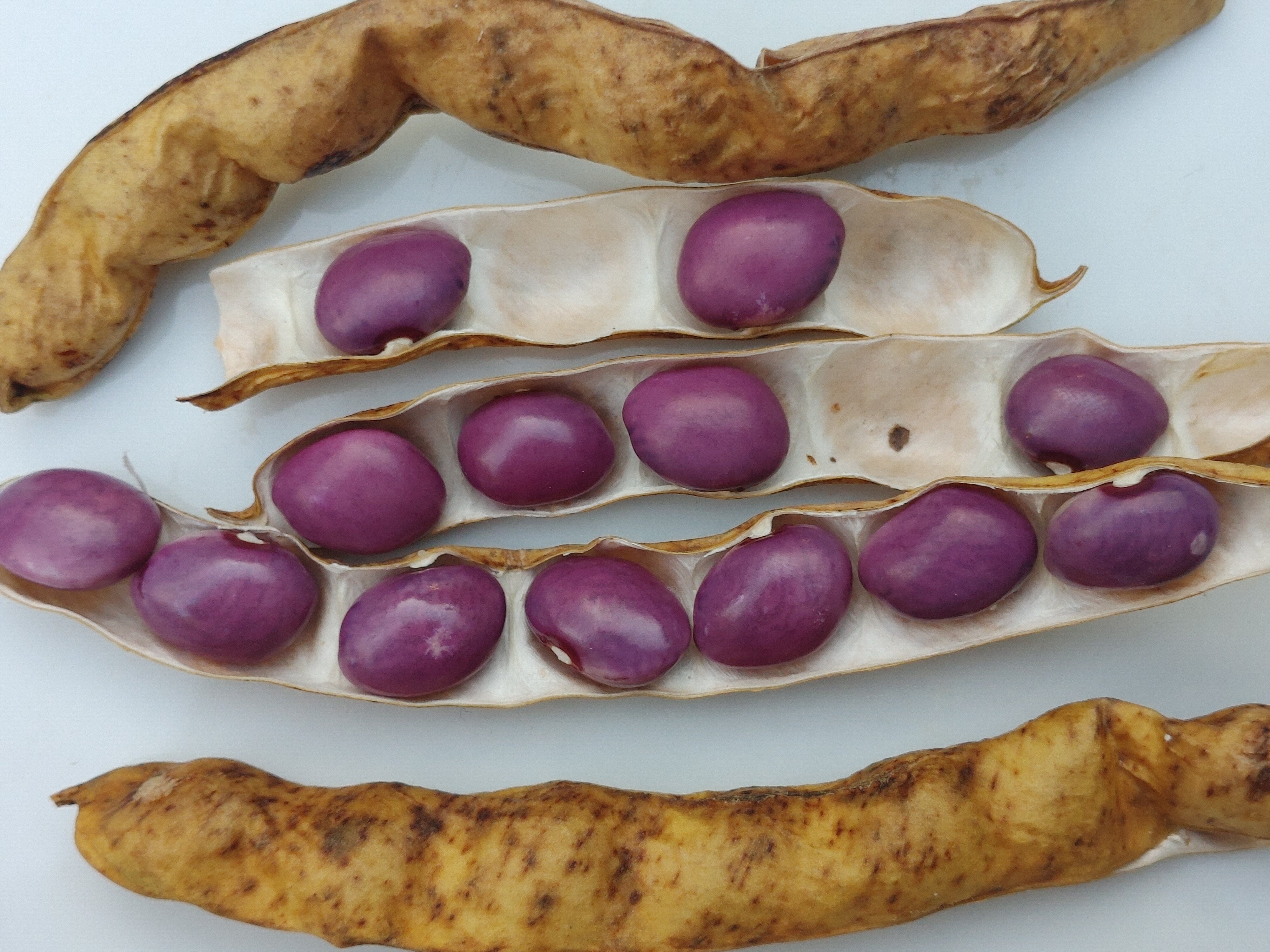 Fagiolo Viola di Assiago