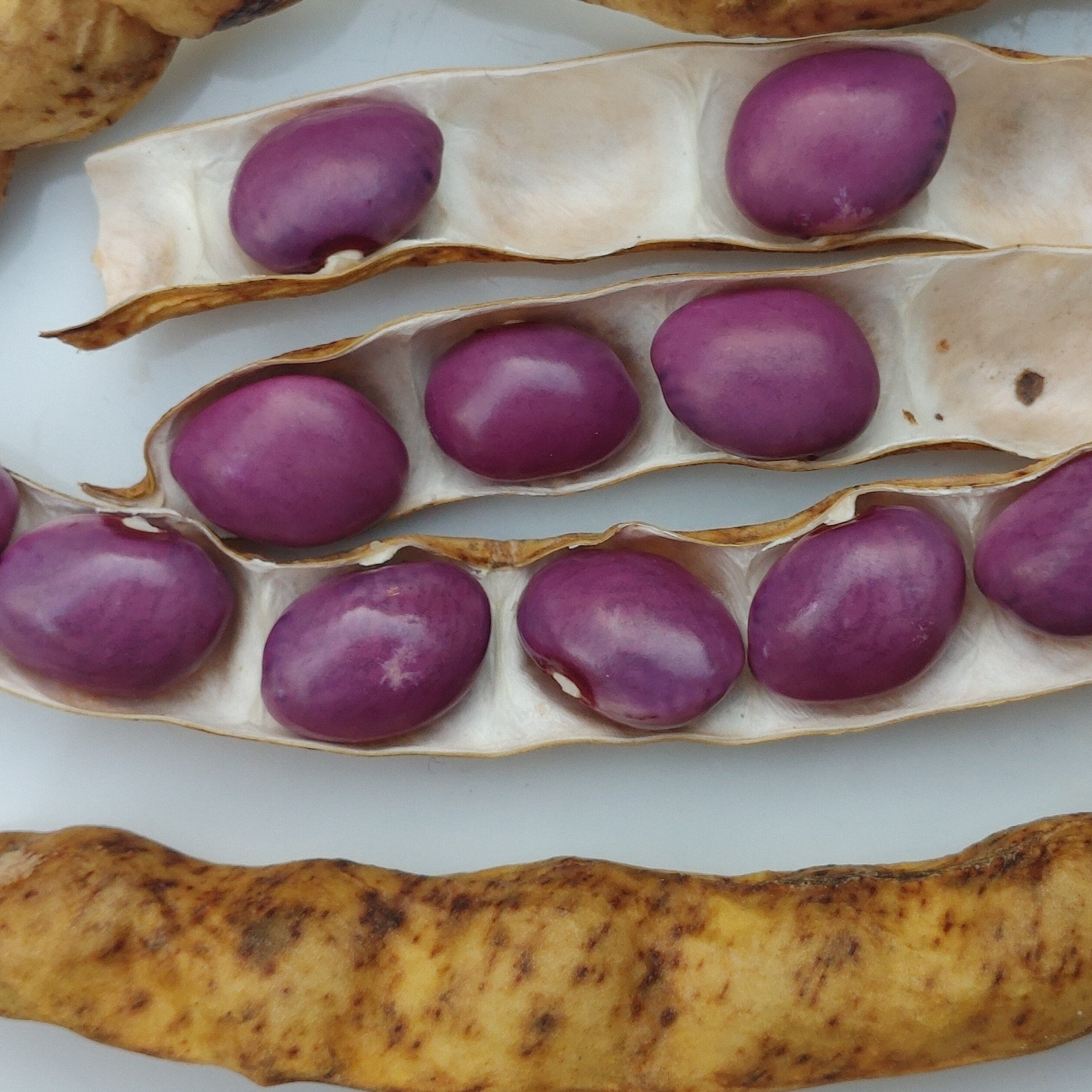 Fagiolo Viola di Assiago