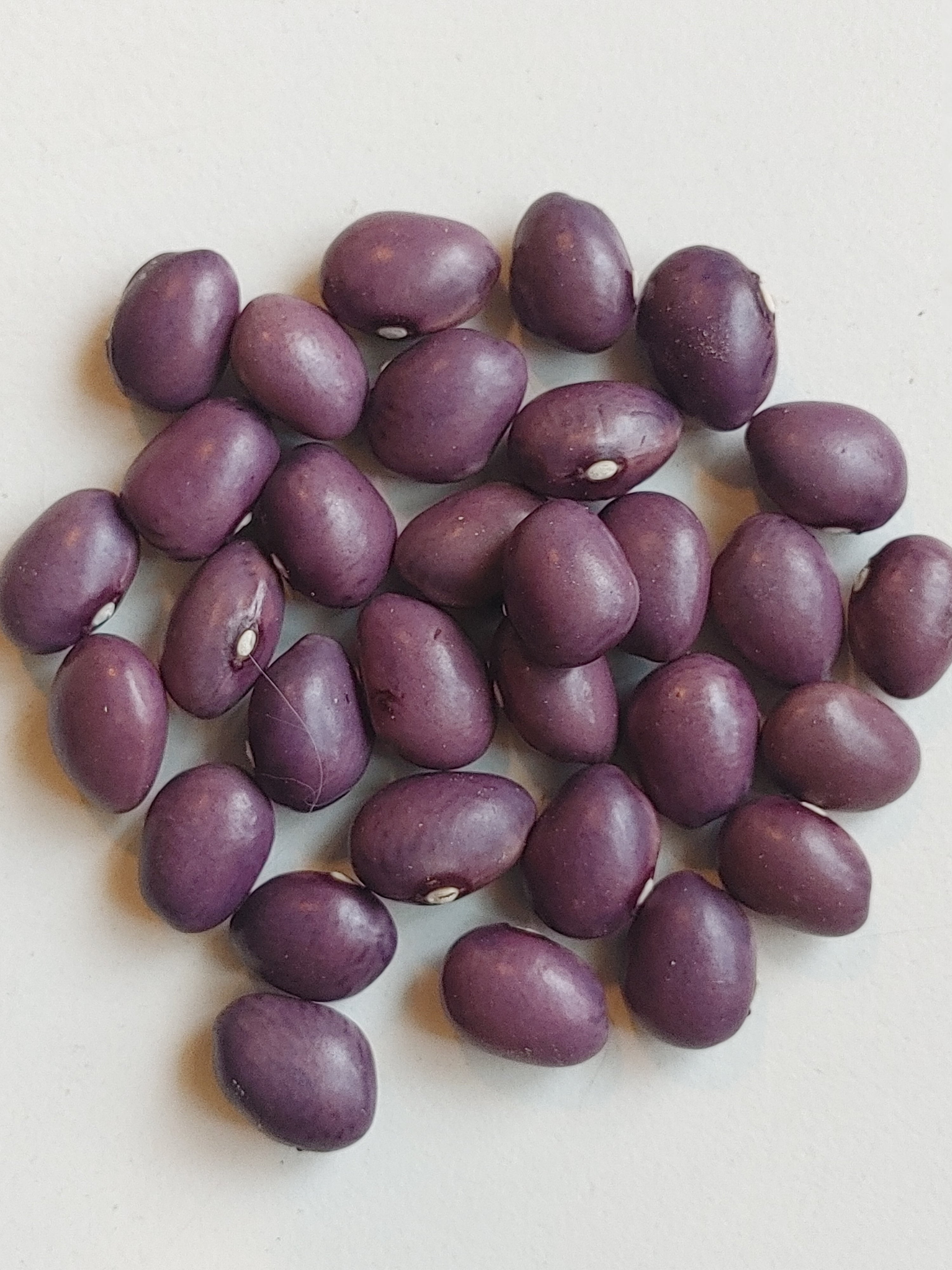 Fagiolo Viola di Assiago