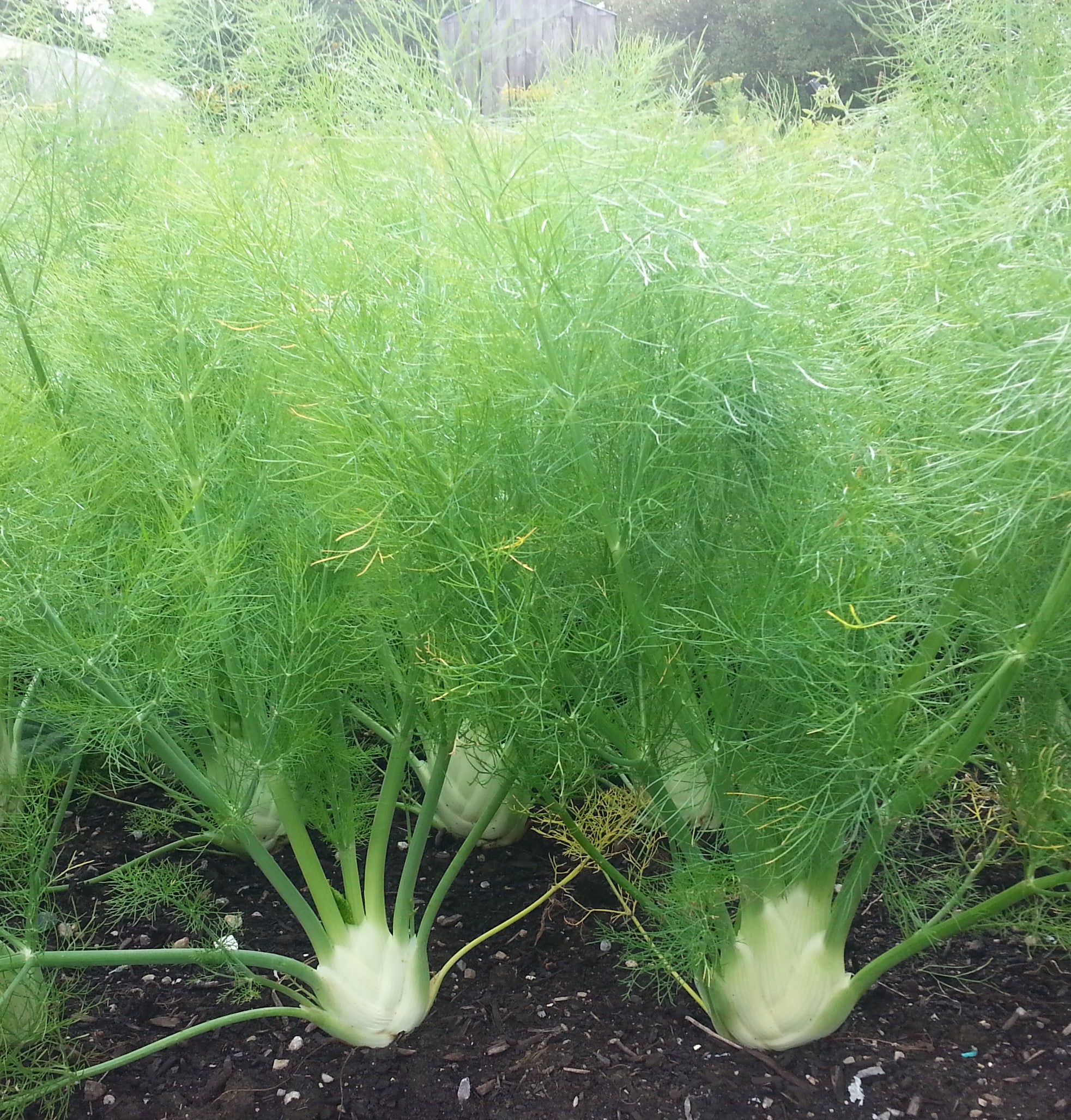 Mantovano Fennel