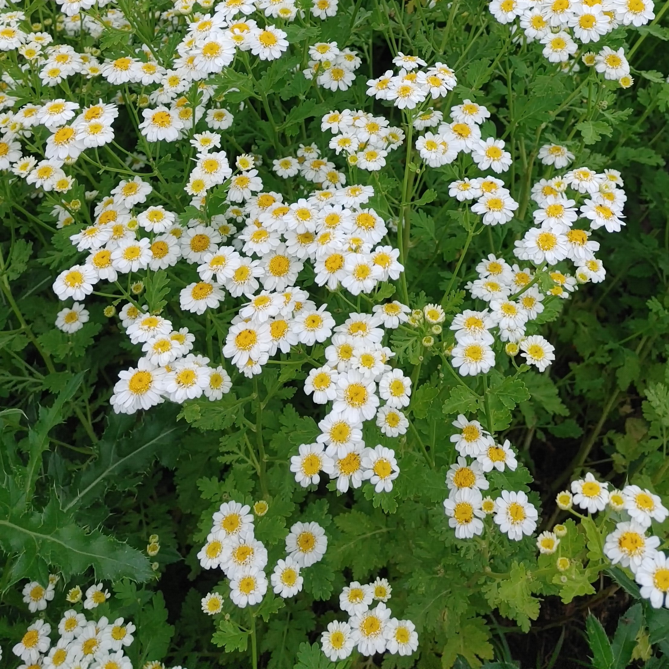 Feverfew - Magic Single