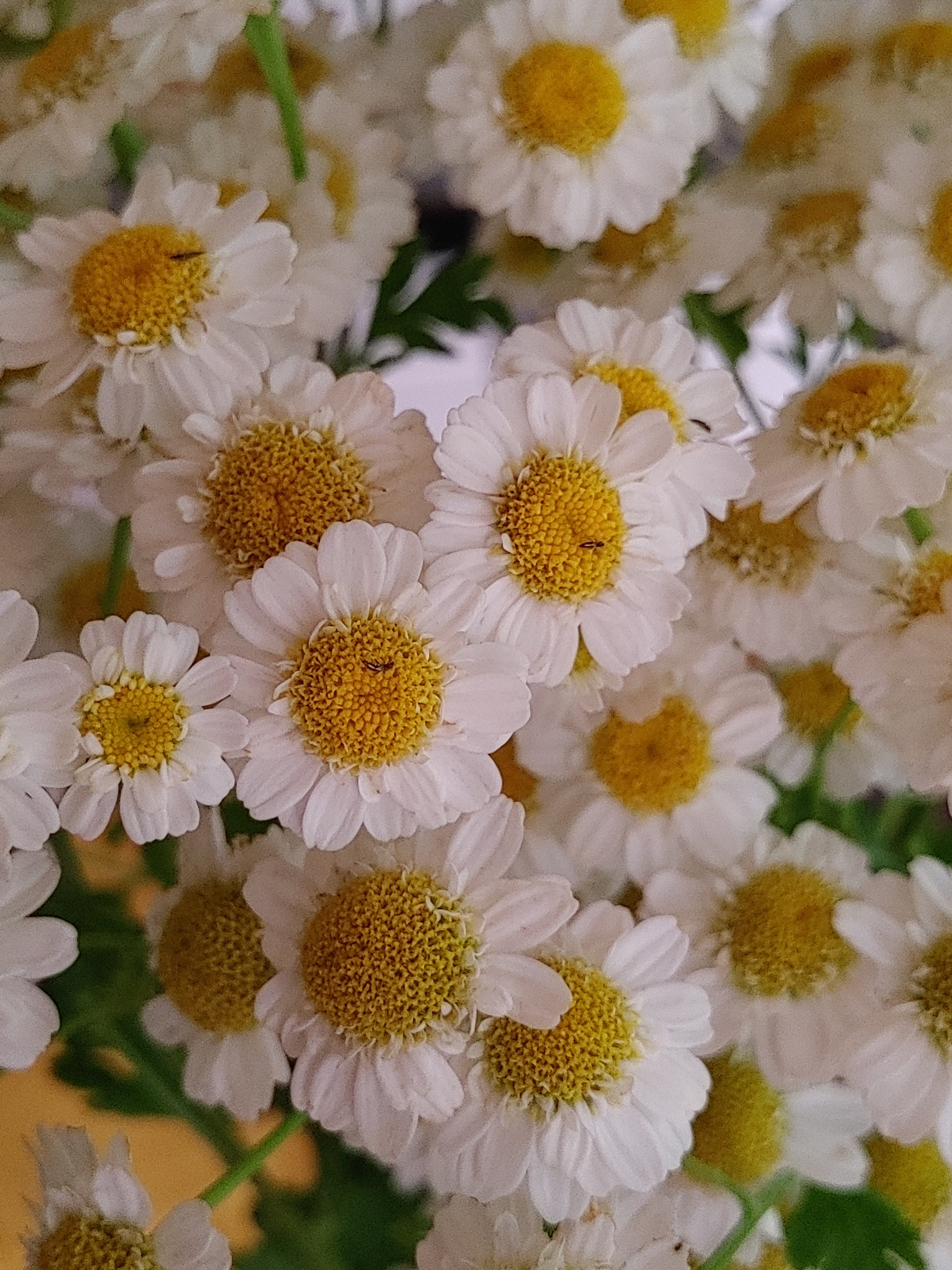 Feverfew