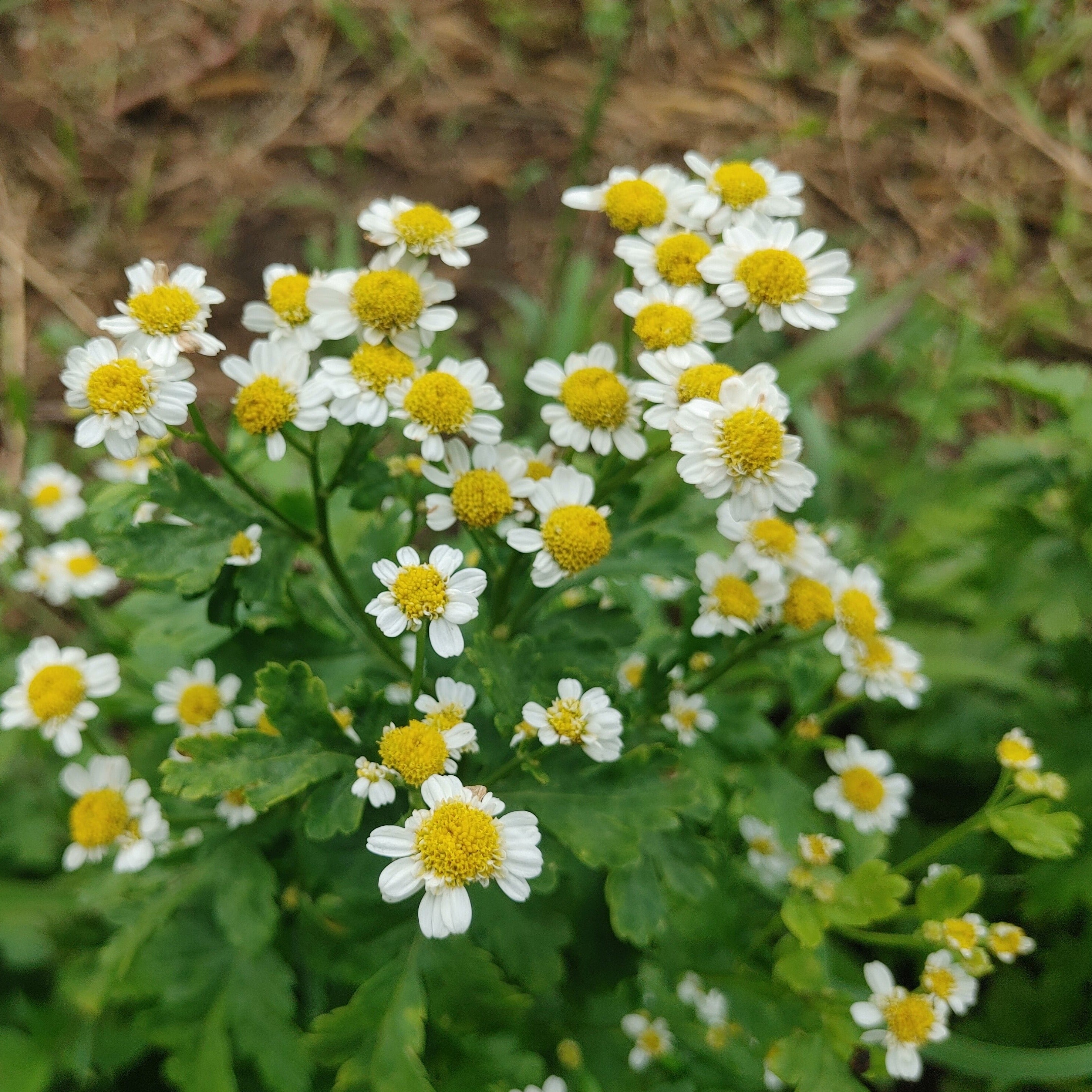 Feverfew - Magic Single