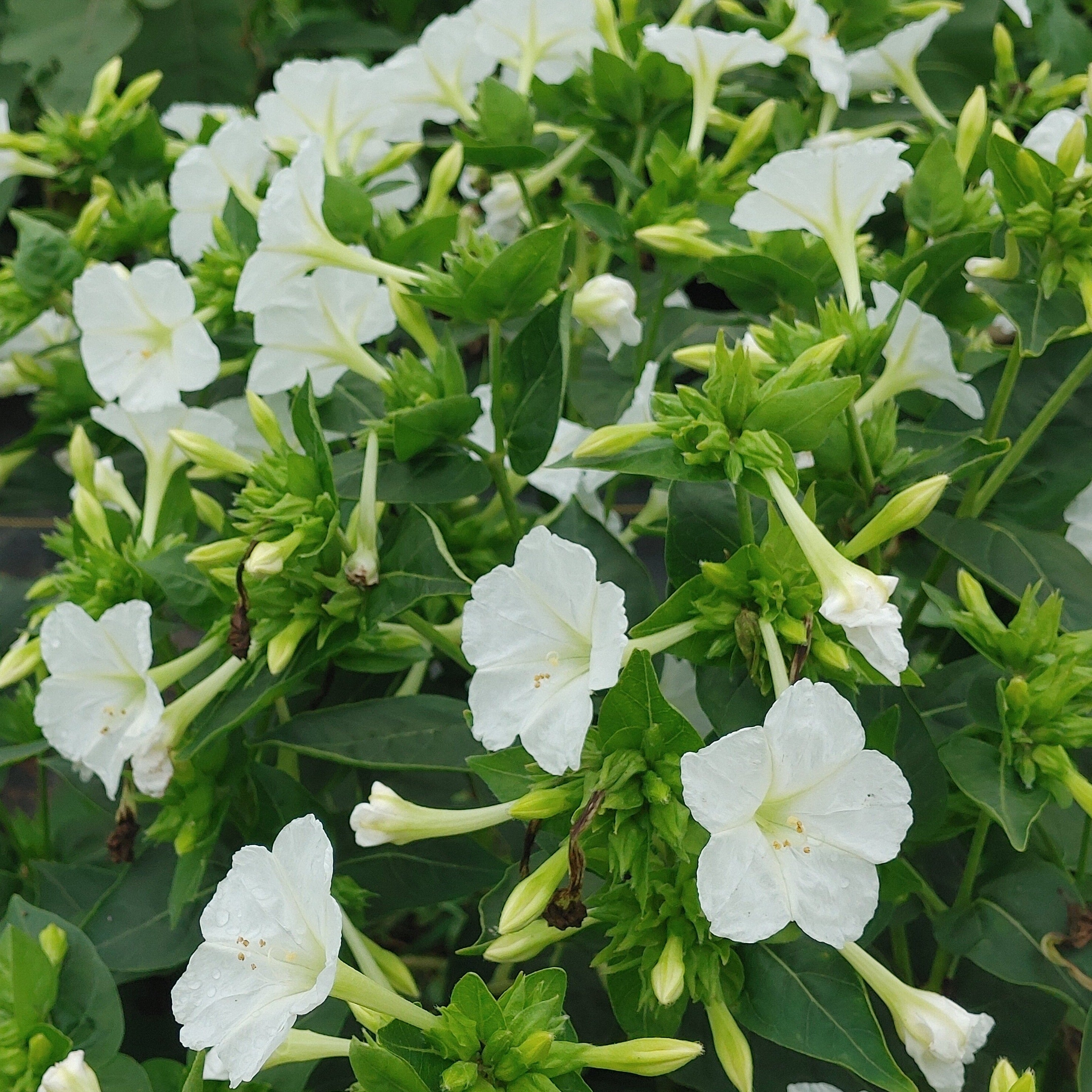 ピンク！「菜々緒/FOUR O'CLOCK」 hqdefault.jpg