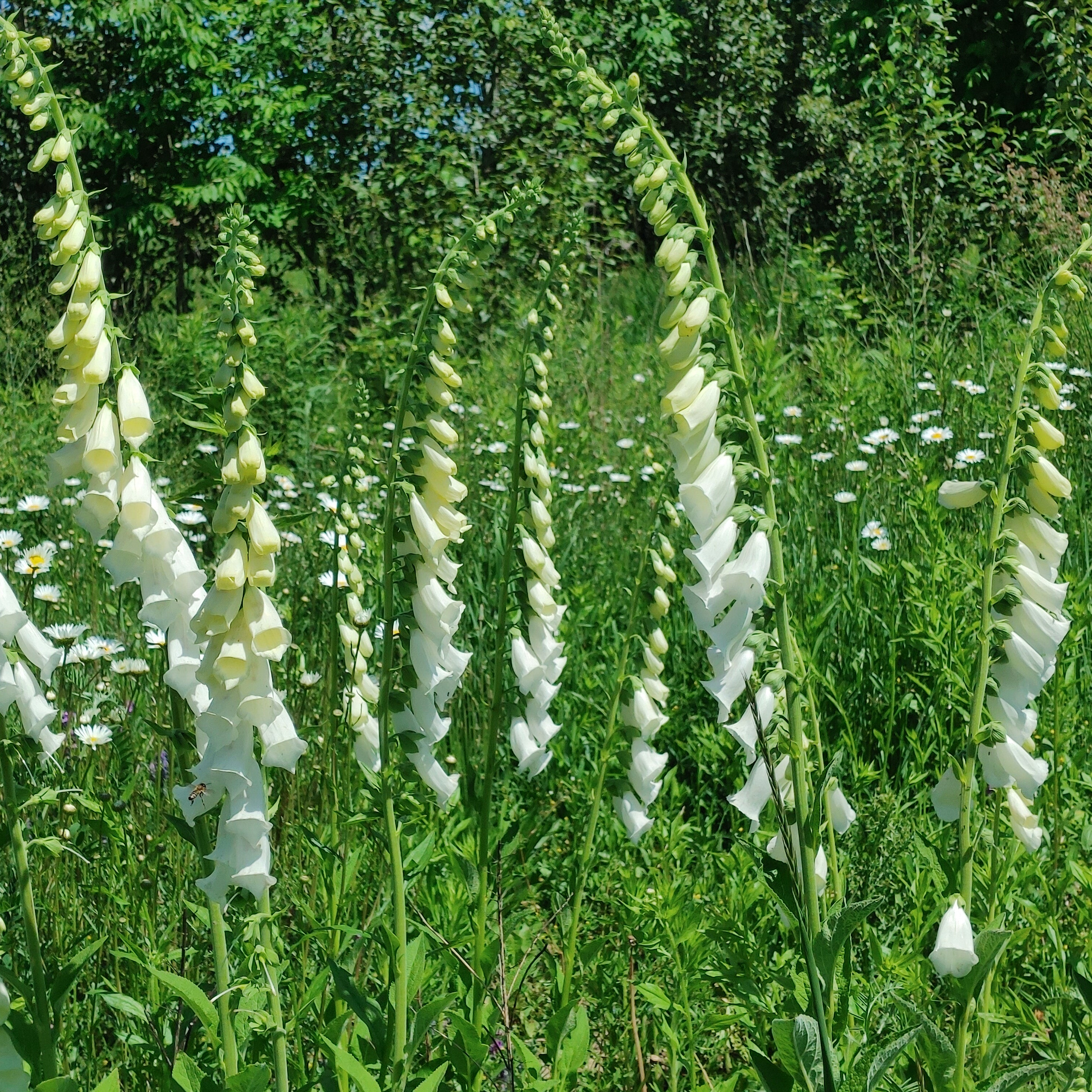 Foxglove - Alba