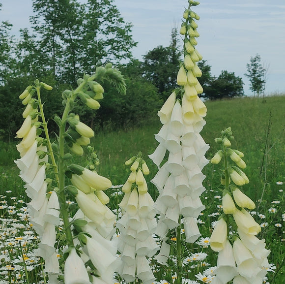 Foxglove - Alba