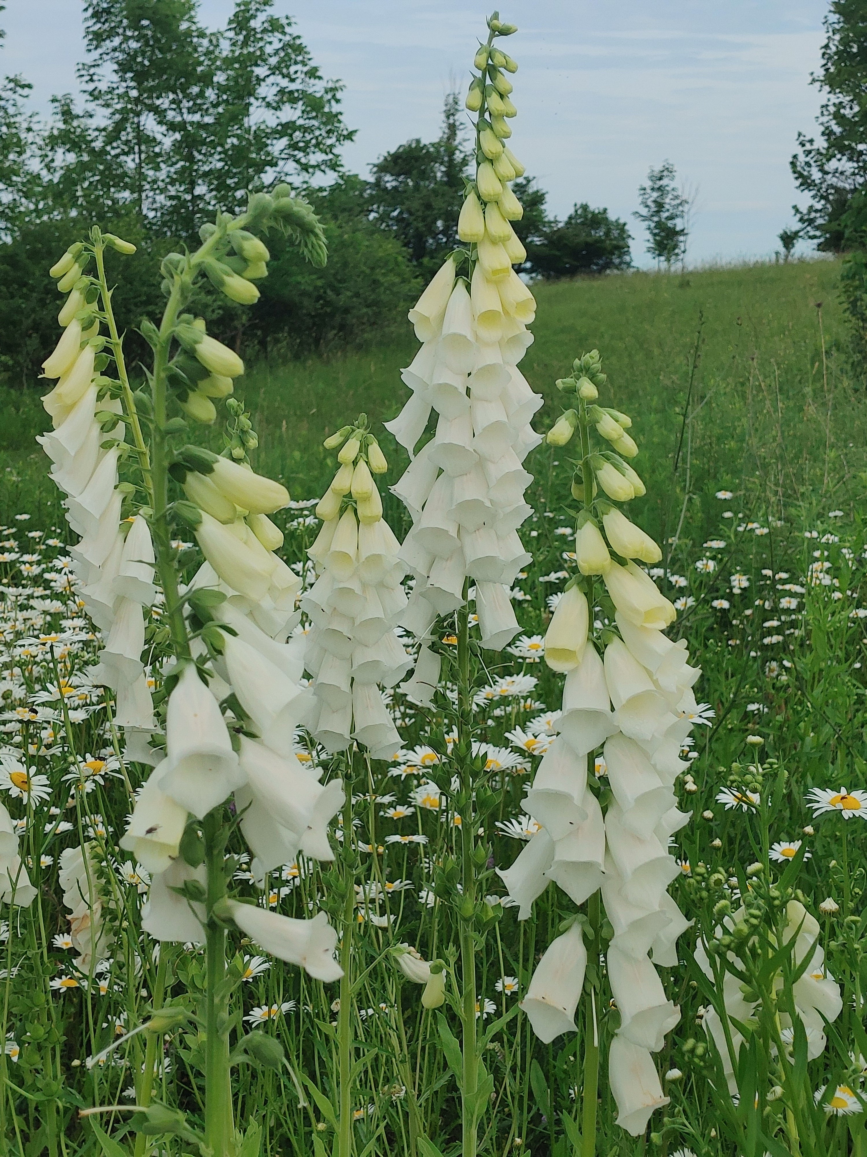 Foxglove - Alba
