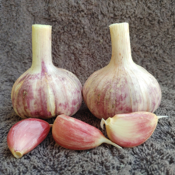 German Red, Organic Seed Garlic