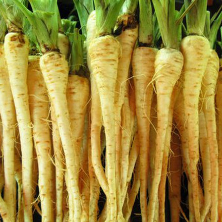 Homeschooler Parsnip