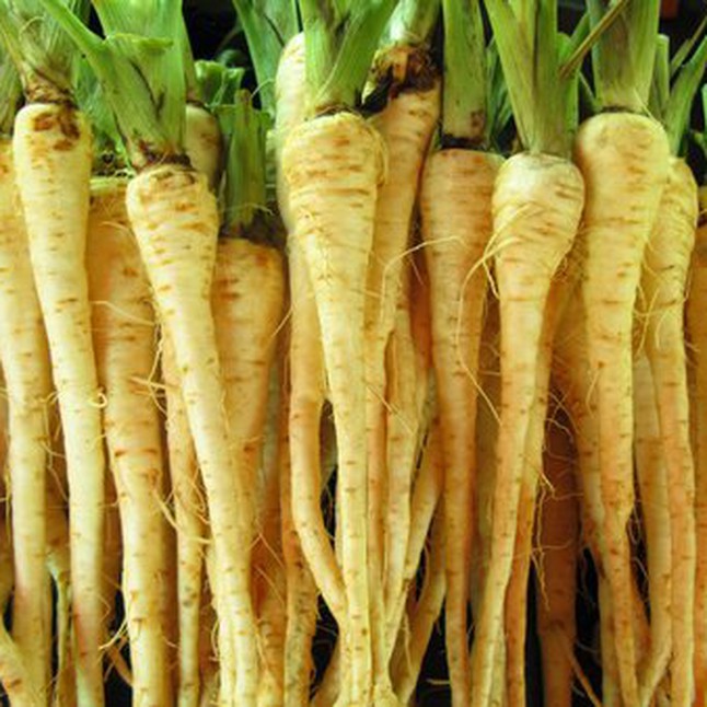 Homeschooler Parsnip