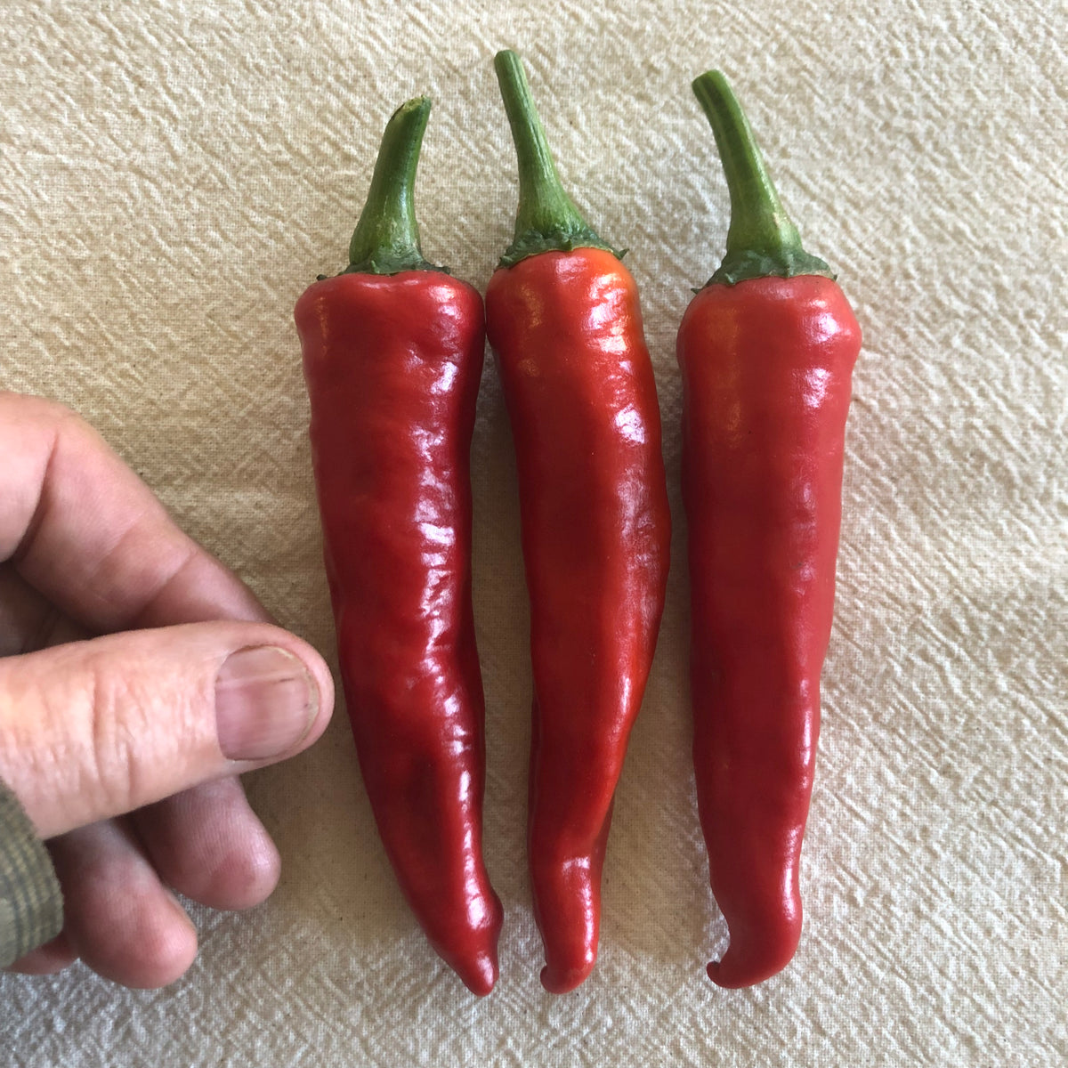 Hong Gochu Hong Gochu Hot Pepper – Hawthorn Farm