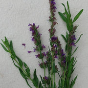 Hyssop
