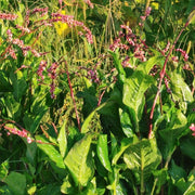 Japanese Indigo - Chijimiba