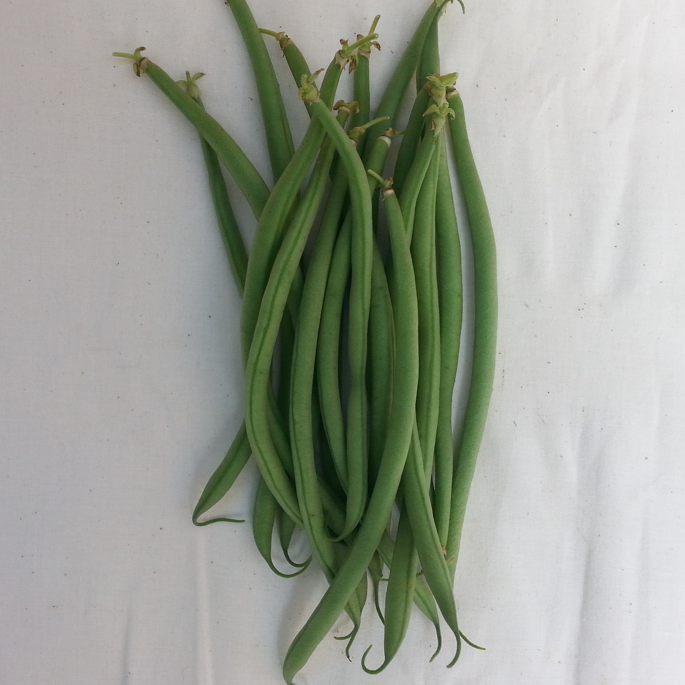 Jade Bush Bean