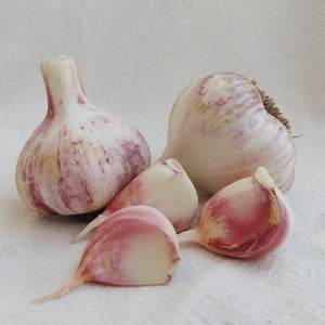 Khabar, Organic Seed Garlic