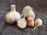 Khabar, Organic Seed Garlic