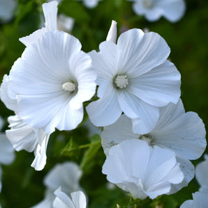 Lavatera - Mont Blanc