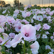 Lavatera - Pink Regis